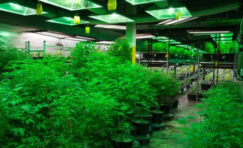 Marijuana's Effect on Industrial Real Estate in Colorado